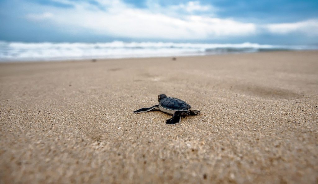 turtle hatchling crawling
