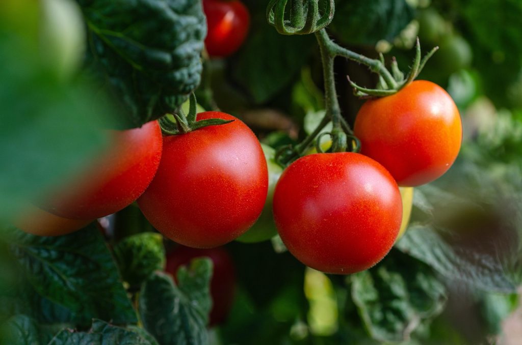 tomato plant in container patio