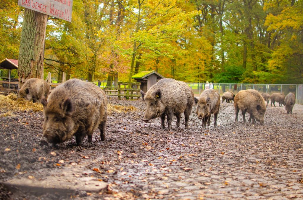 group of  Wild Pig