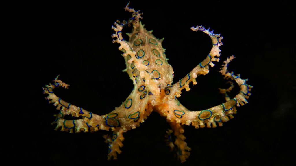 Blue-Ringed Octopus