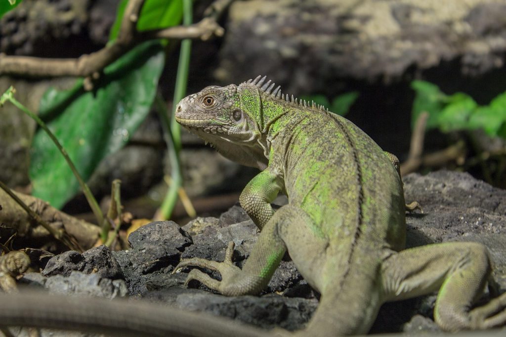 lesser-antilles-iguana-