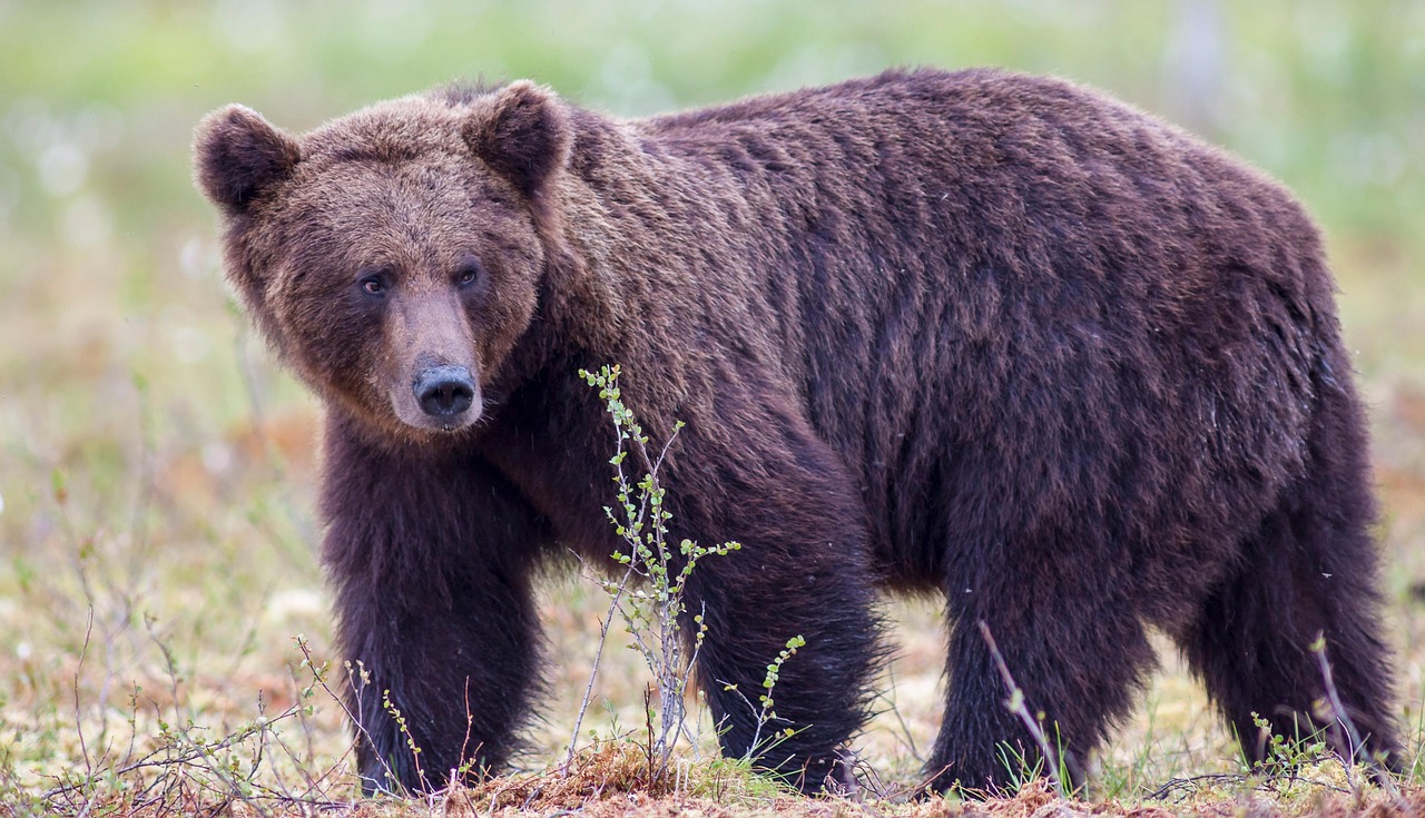 7 Animals That Can Stand Up to a Grizzly (and Why You Still Shouldn’t Get Close)