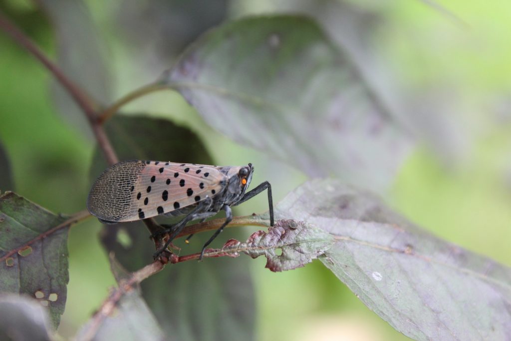 Lanternfly