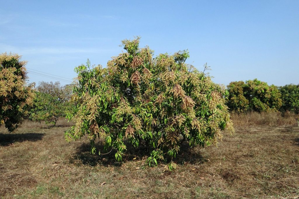 mango-tree-