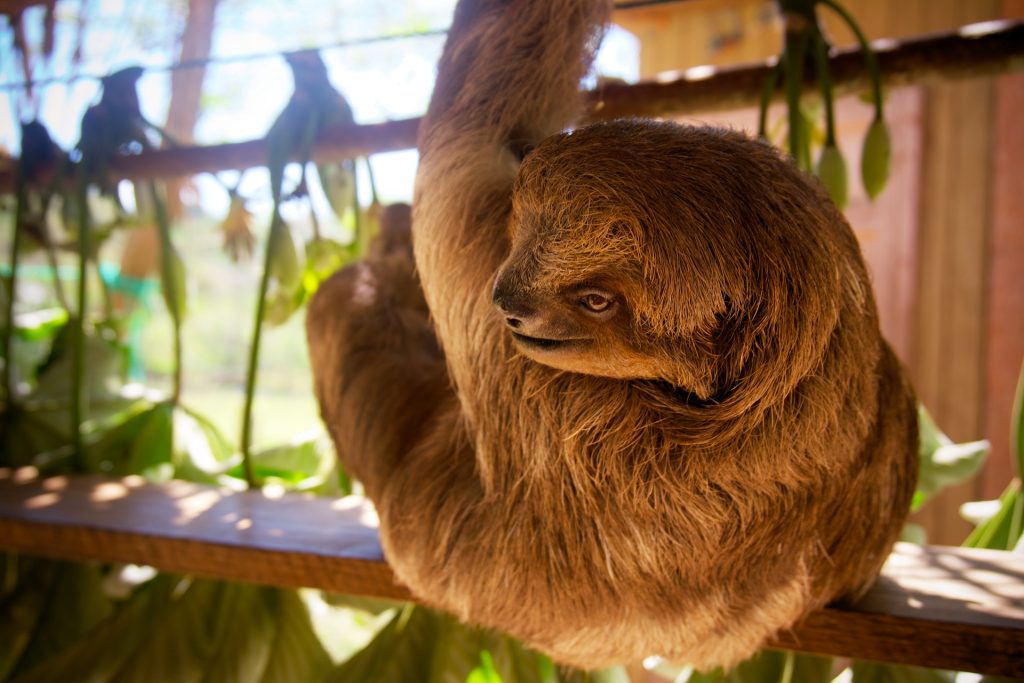 Sloth