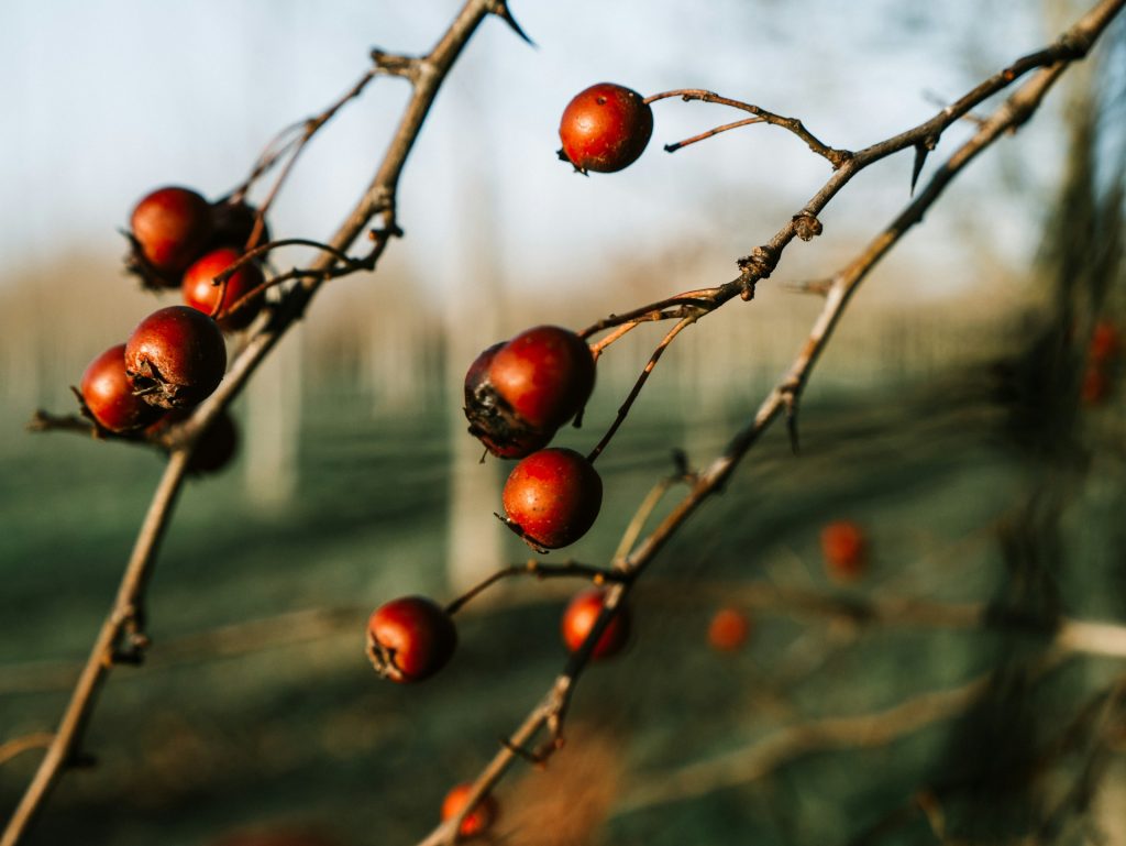 Hedge Berries