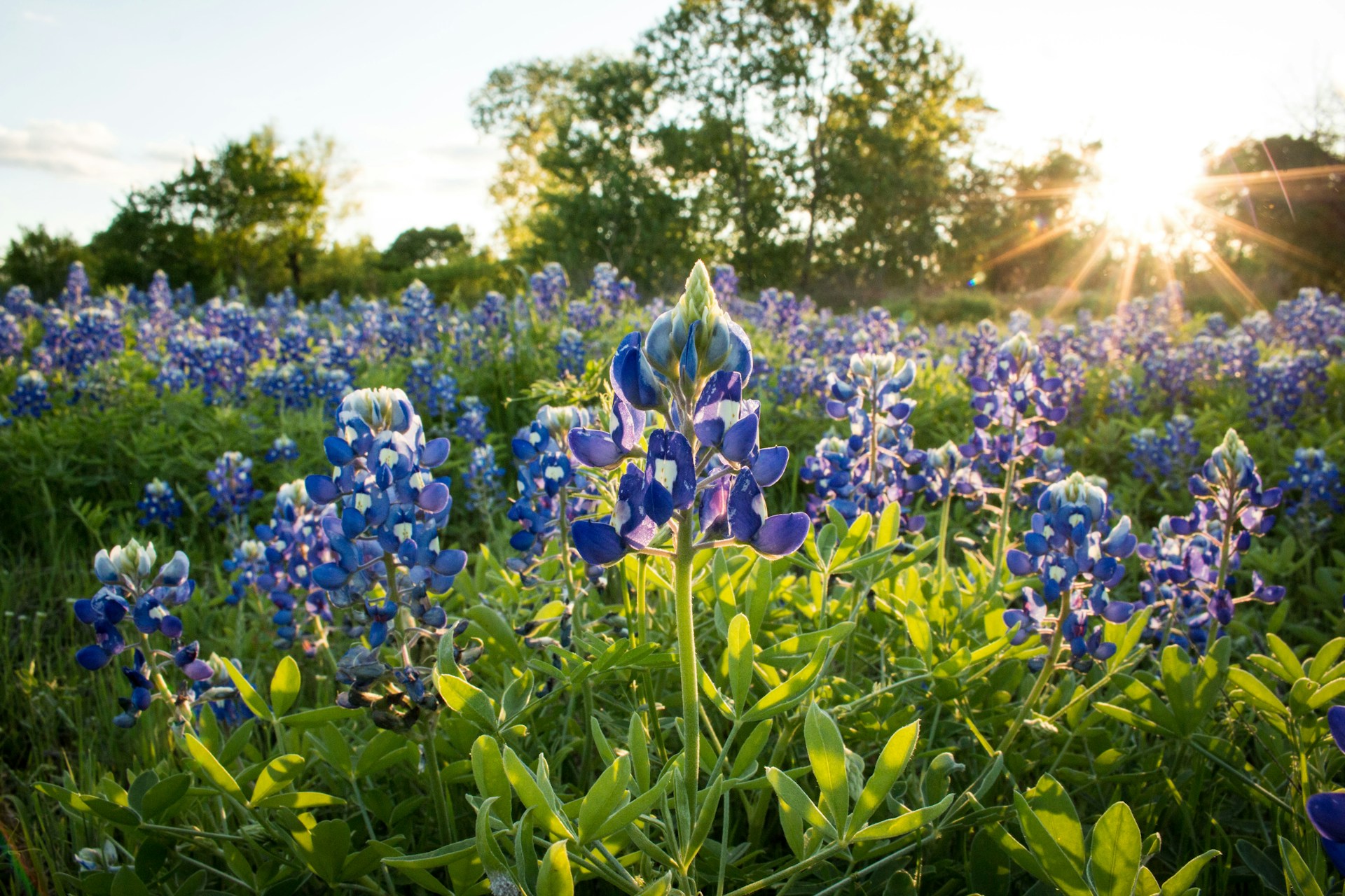 Bluebonnets