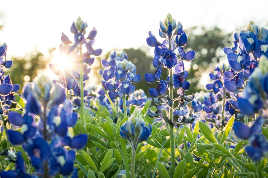 Bluebonnets