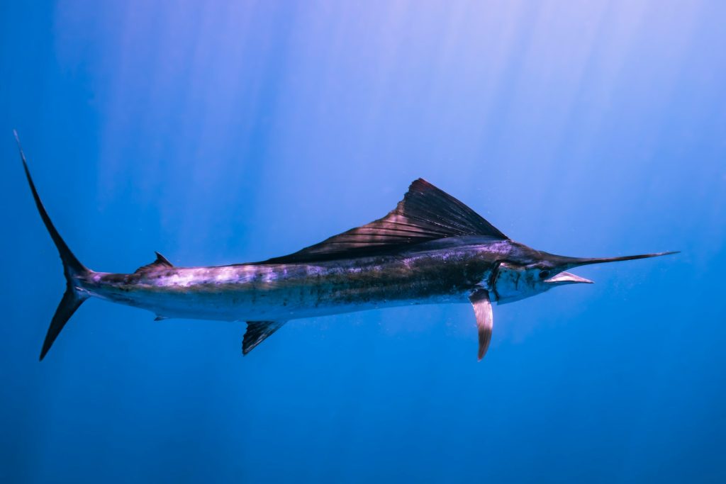 Sailfish