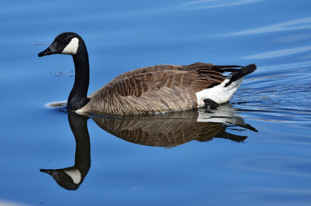 Canada goose