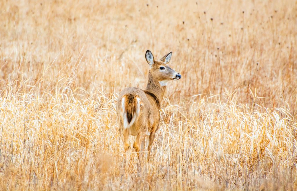 white tailed deer fawn tall grass