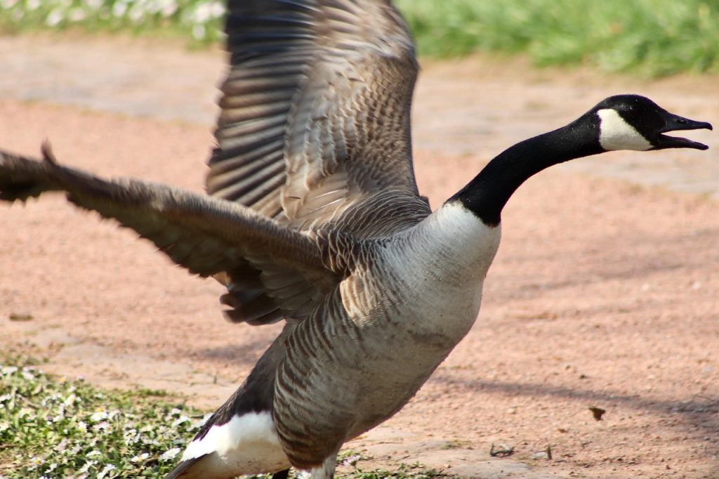 canada goose hissing wings spread