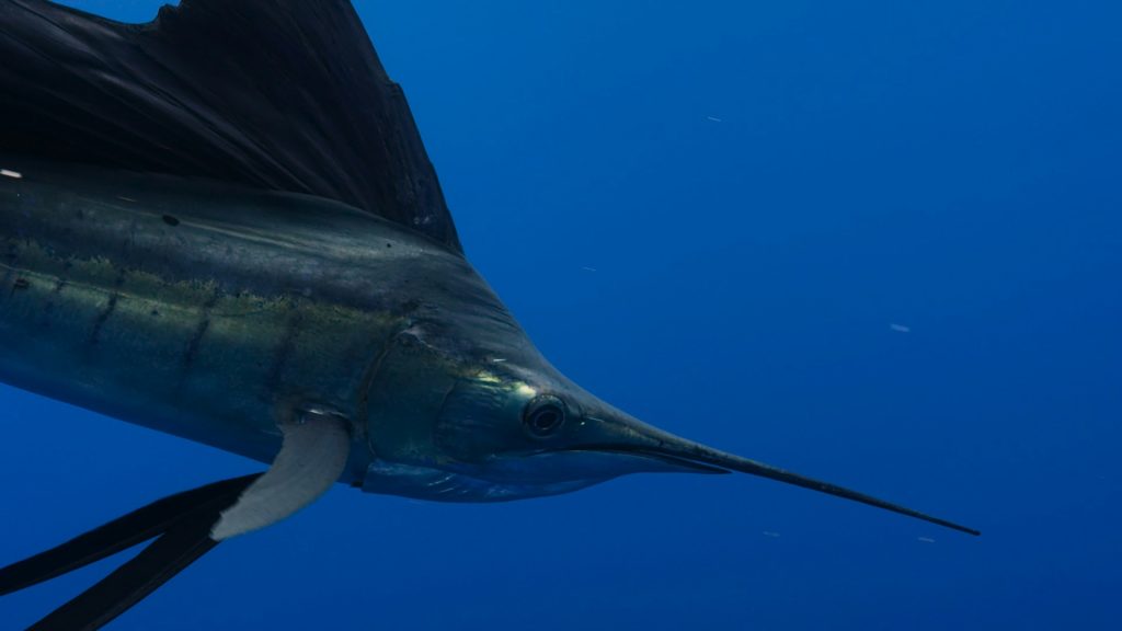 Black Marlin