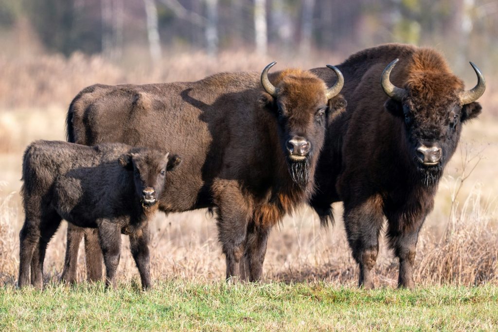 Bison