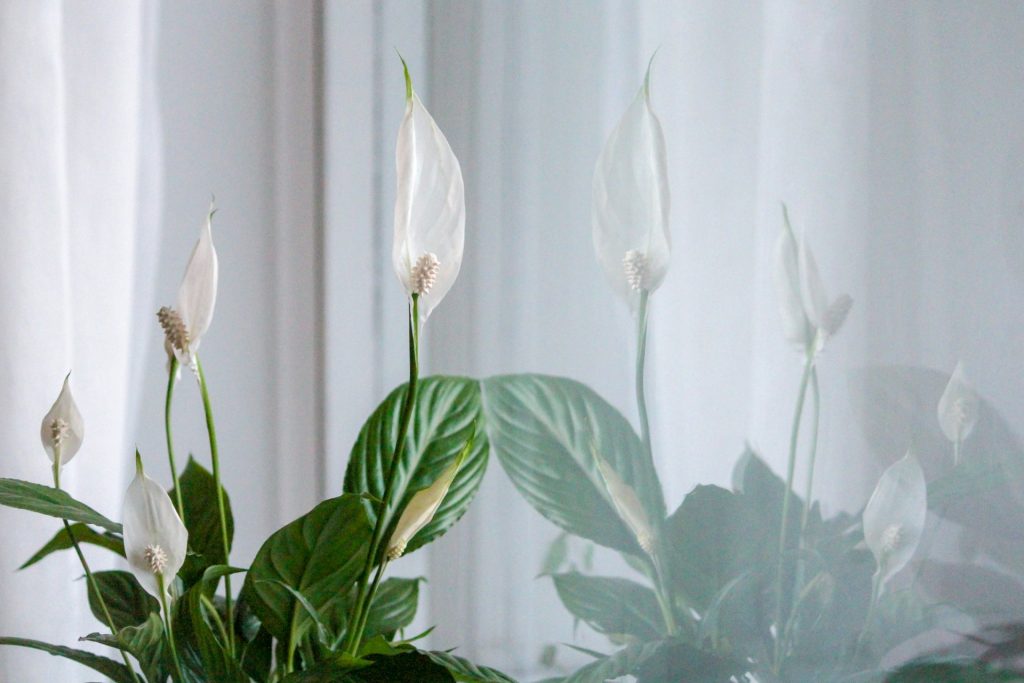 Peace Lily