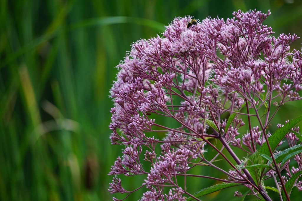 Joe Pye Weed