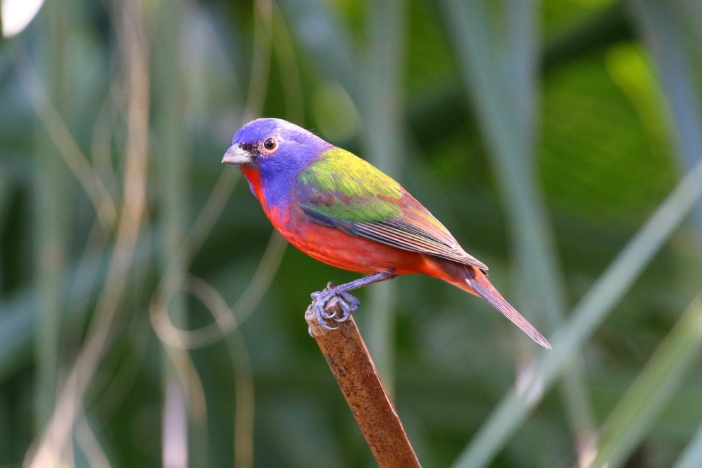 Painted Bunting