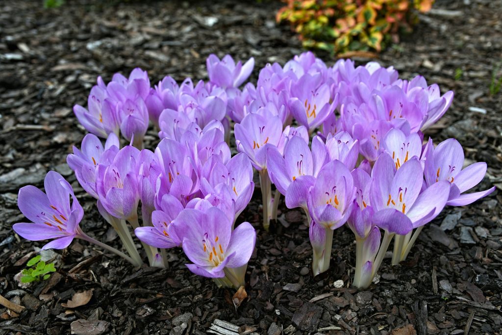 Autumn Crocus