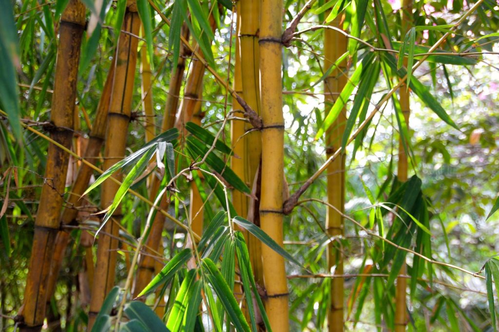 bamboo regrowth after cutting