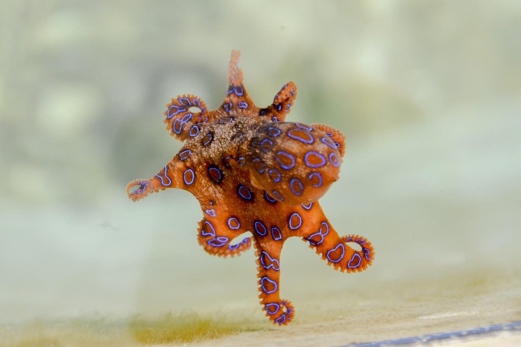 blue ringed octopus macro tide pool