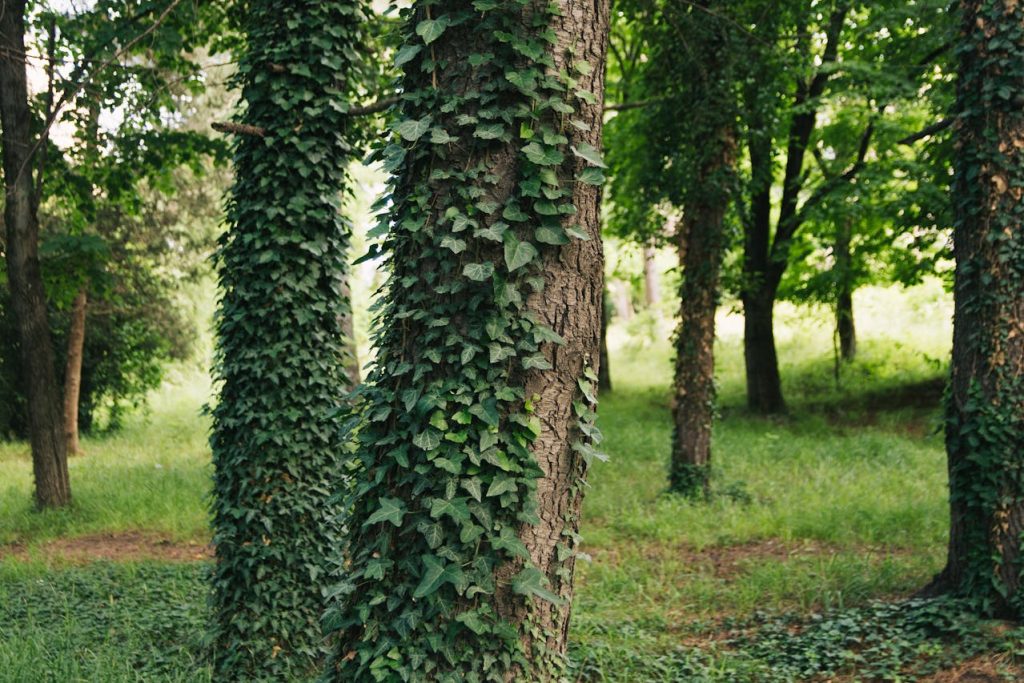 dense groundcover shade under trees ivy pachysandra
