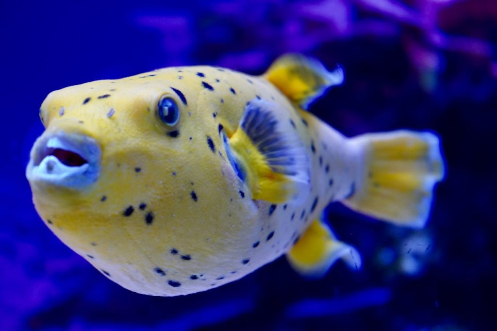 Pufferfish