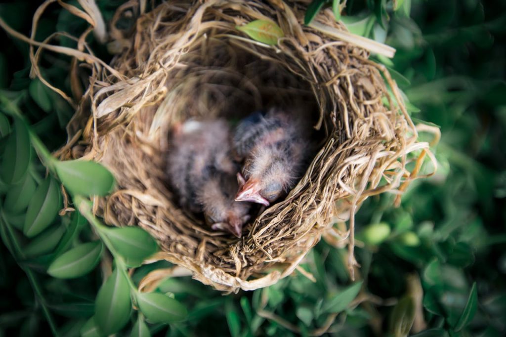 fledgling in garden