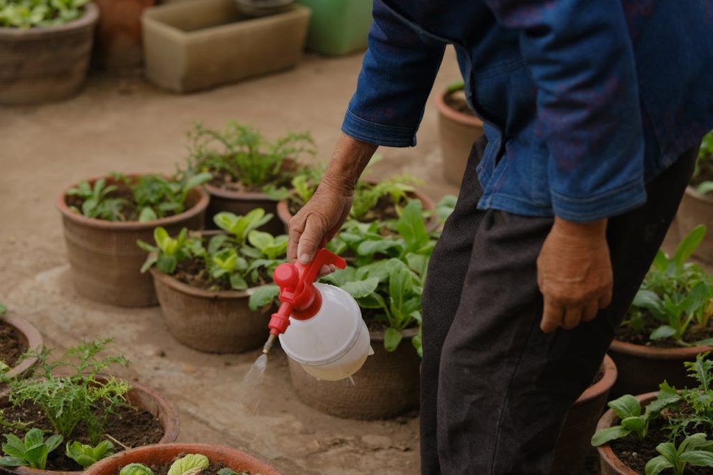 watering potted flowers close up