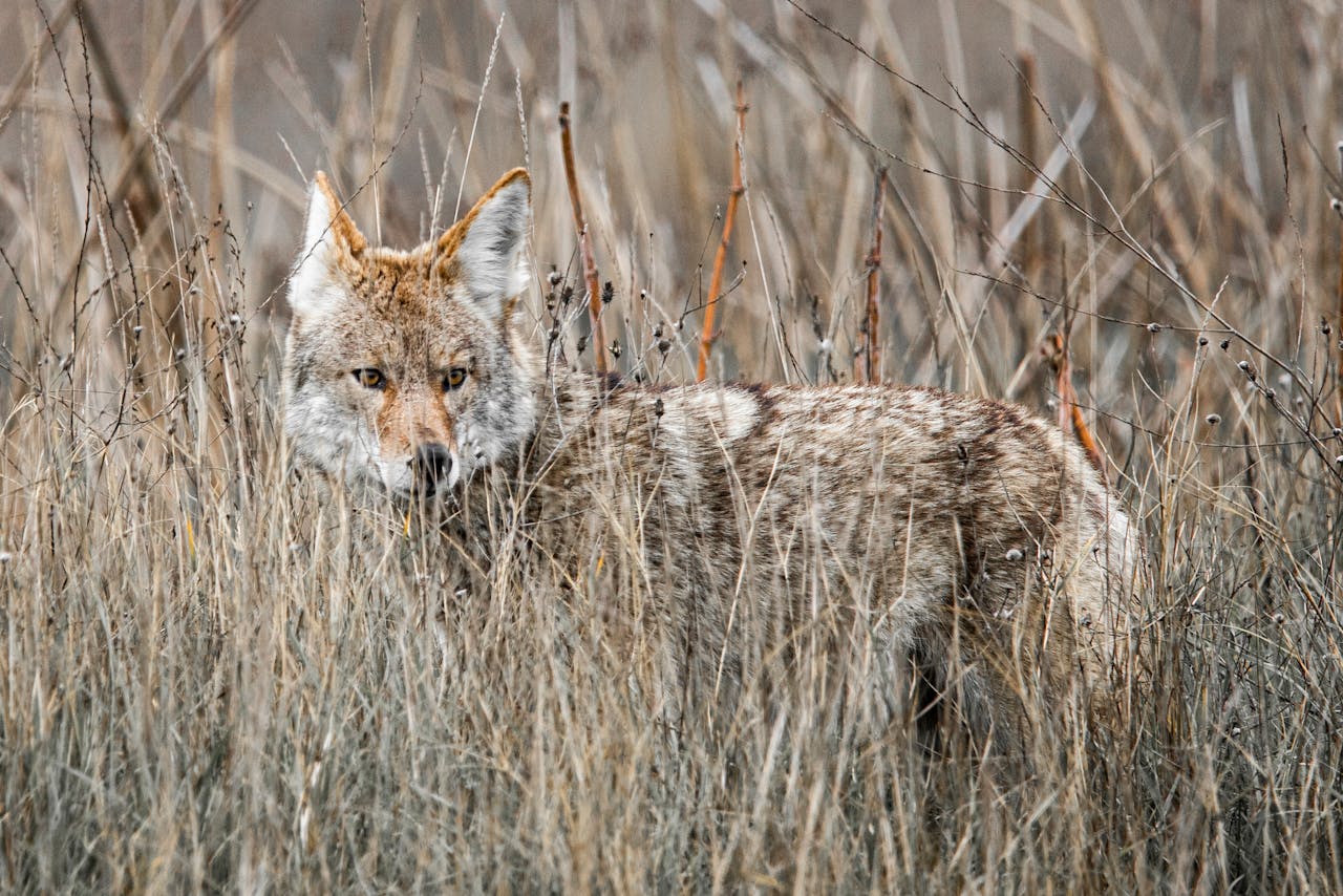 A Coyote Swam to Alcatraz Island and It’s a Red Flag for How Bold Urban Wildlife Is Getting
