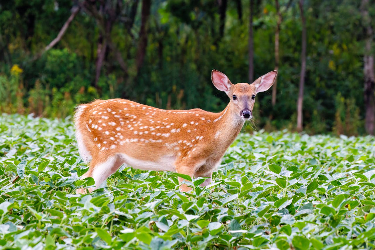 white tailed deer backyard garden fence