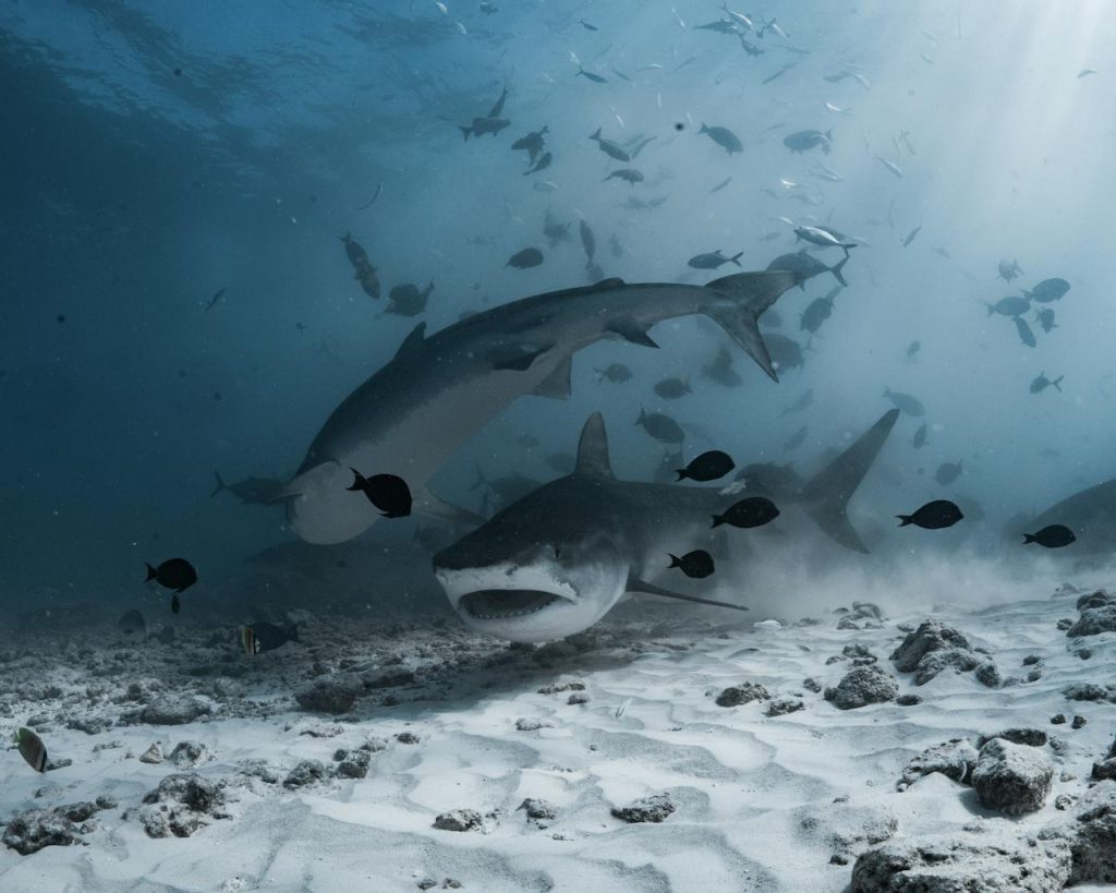 Megalodons shark