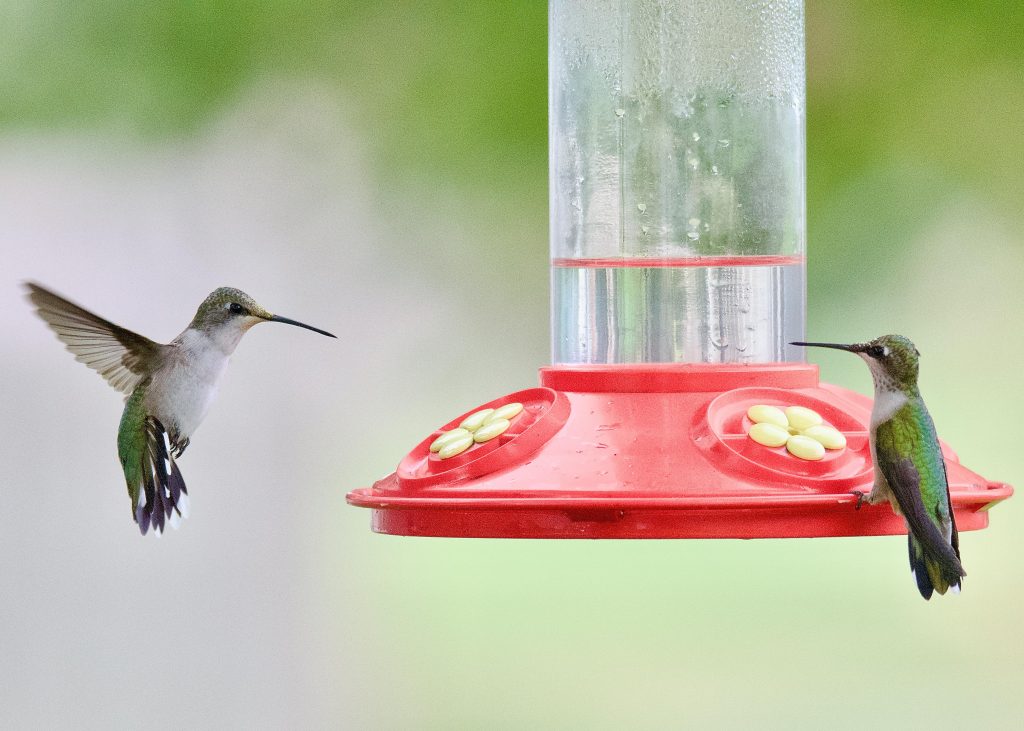 Birds Drinking Water from a Hummingbird Feeder