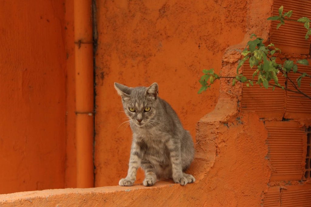 bobcats in North Carolina