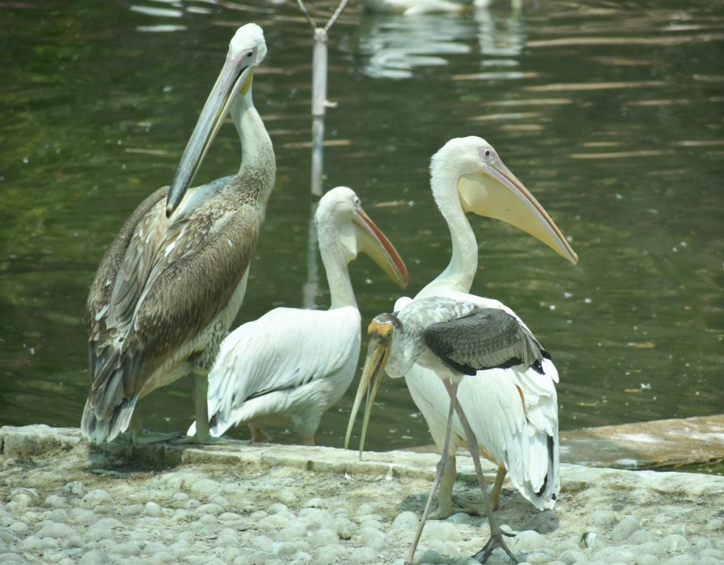 white pelican standing brown pelican comparison