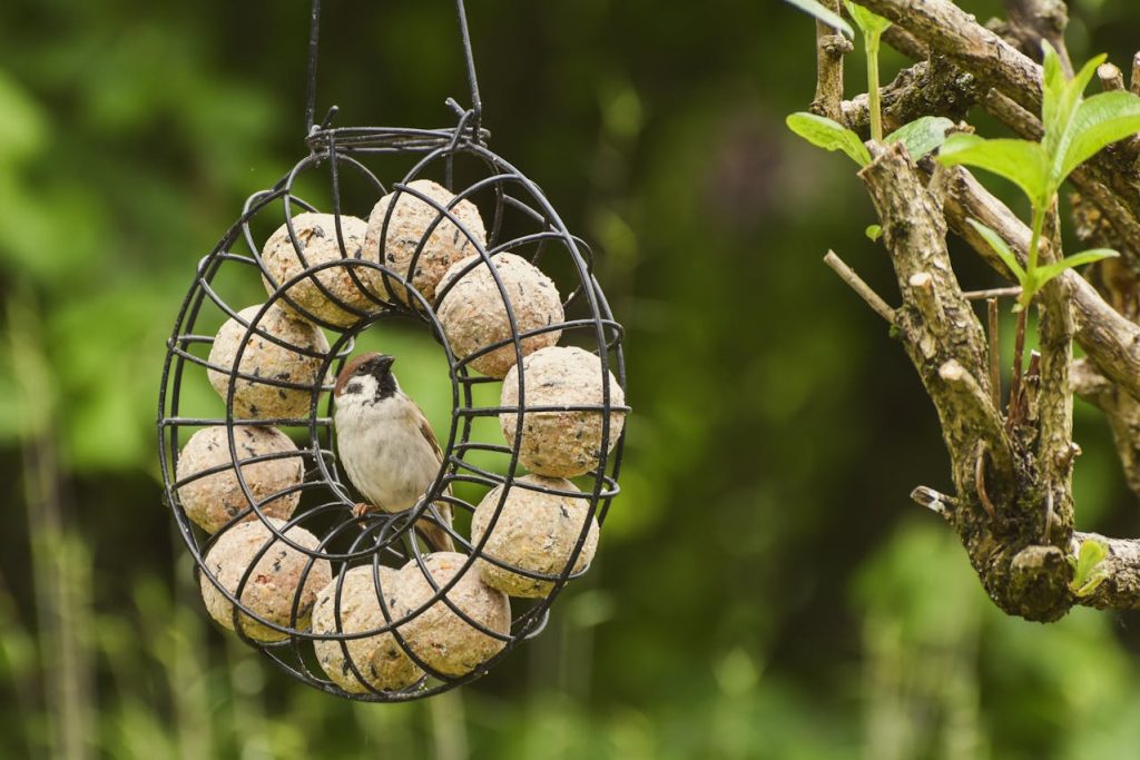 cleaning bird feeder brush gloves outdoor
