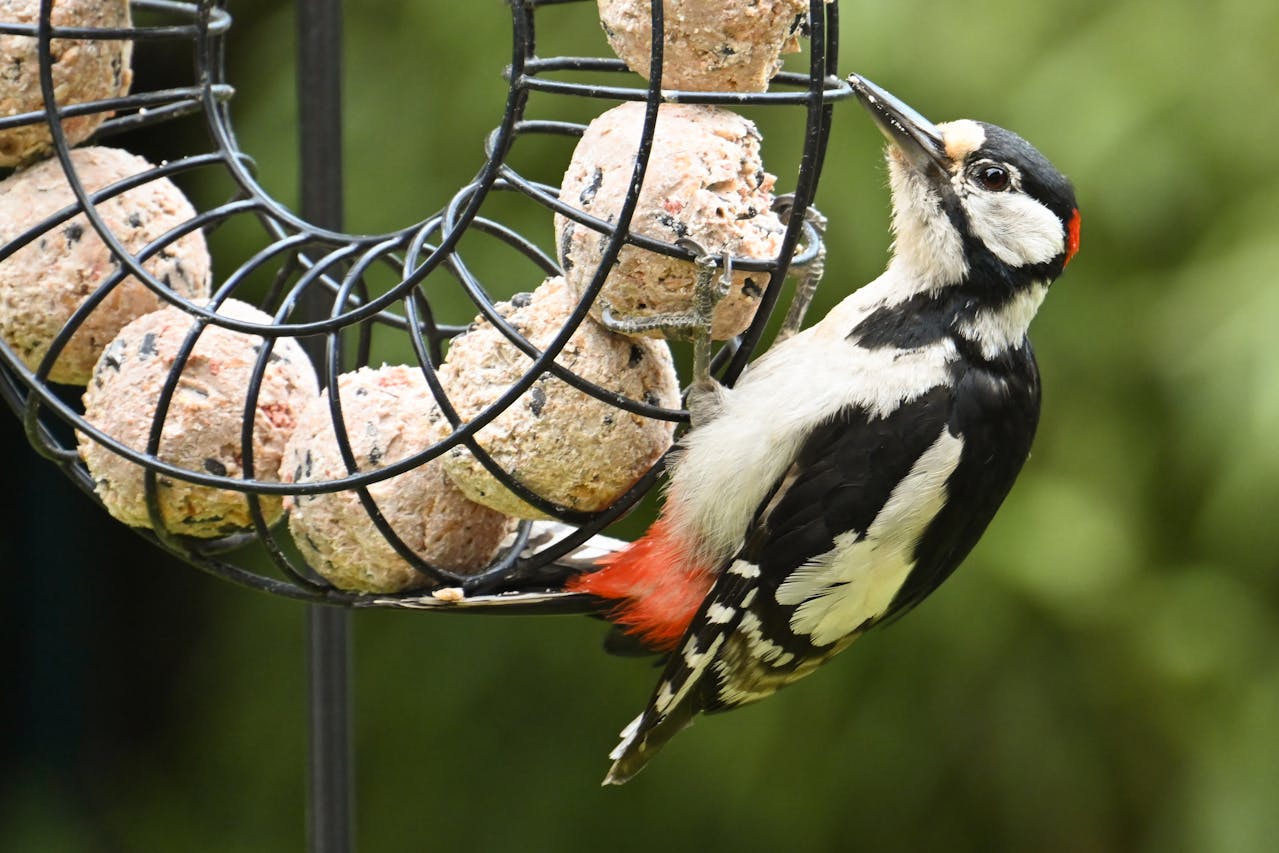 winter bird feeder suet woodpecker