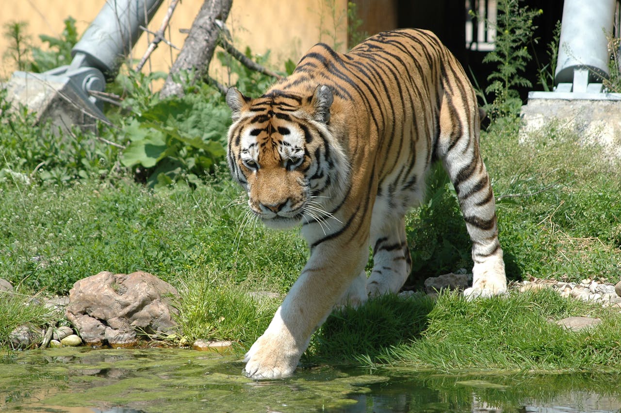 tiger