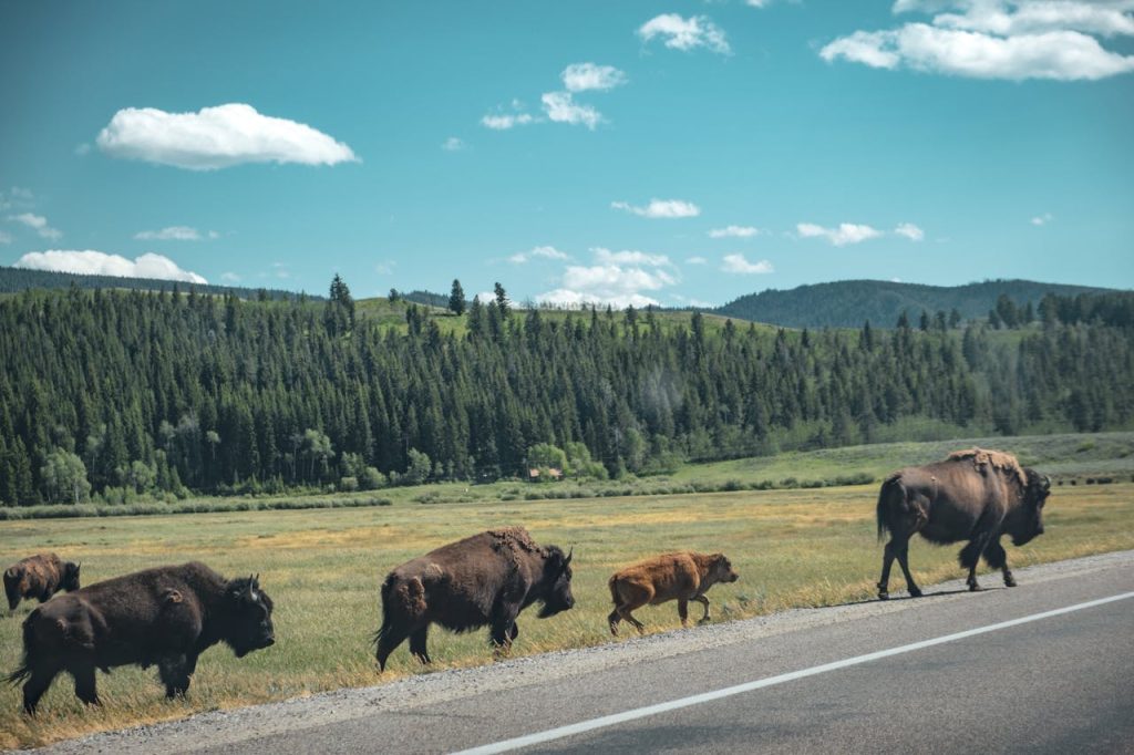 elk crossing road national park crowd