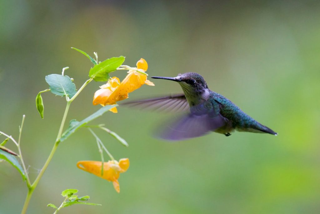hummingbird