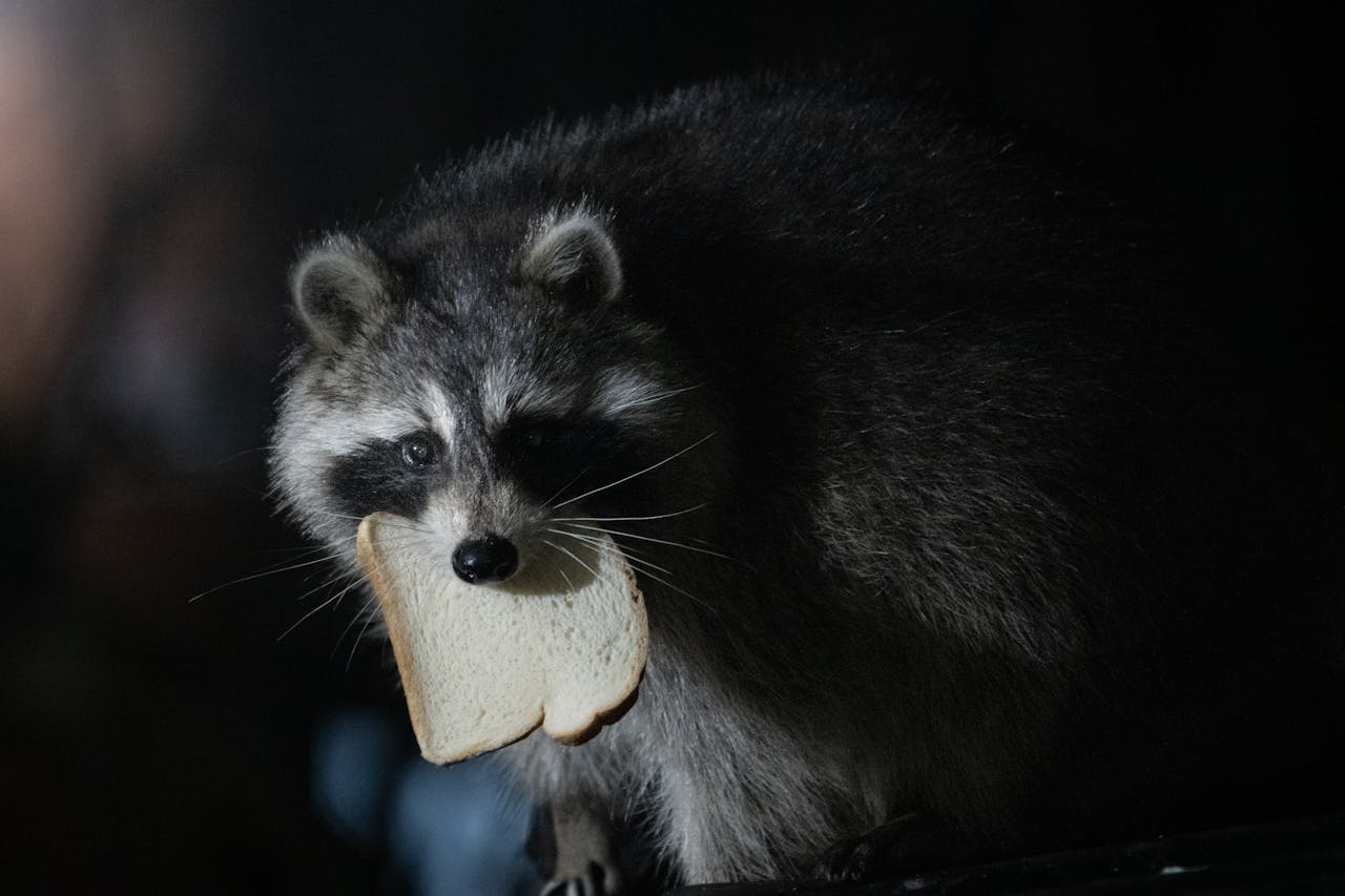 Urban Wildlife Experts Warn Trash Can Mistakes That Keep Attracting Raccoons