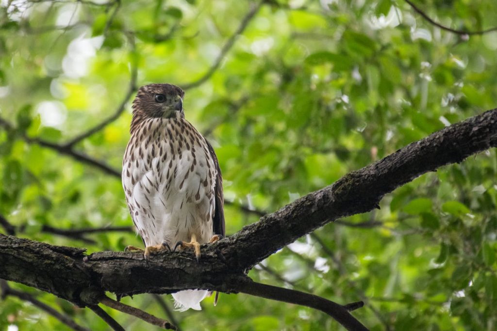 juvenile red tailed hawk perched bird of prey
