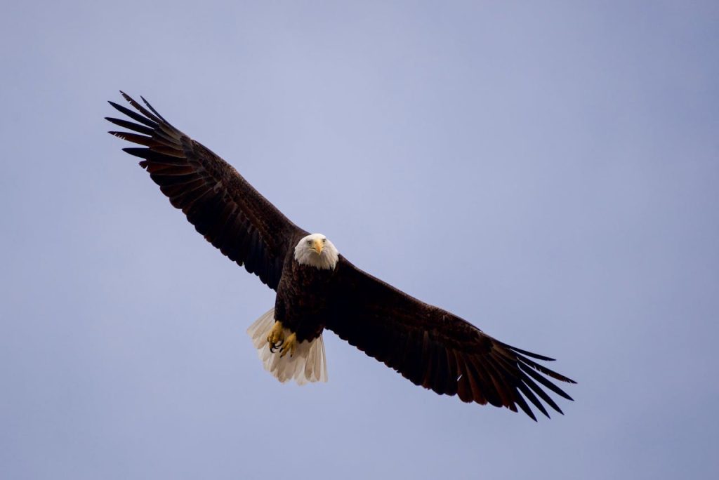 bald eagle soaring high resolution wildlife