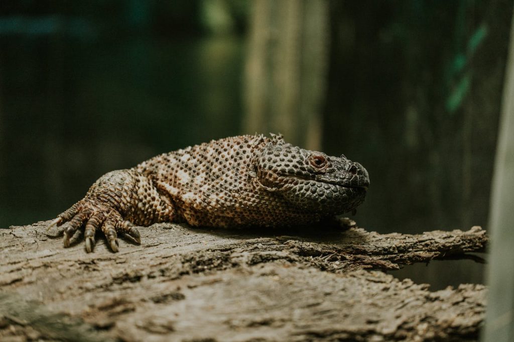 gila monster reptile close up