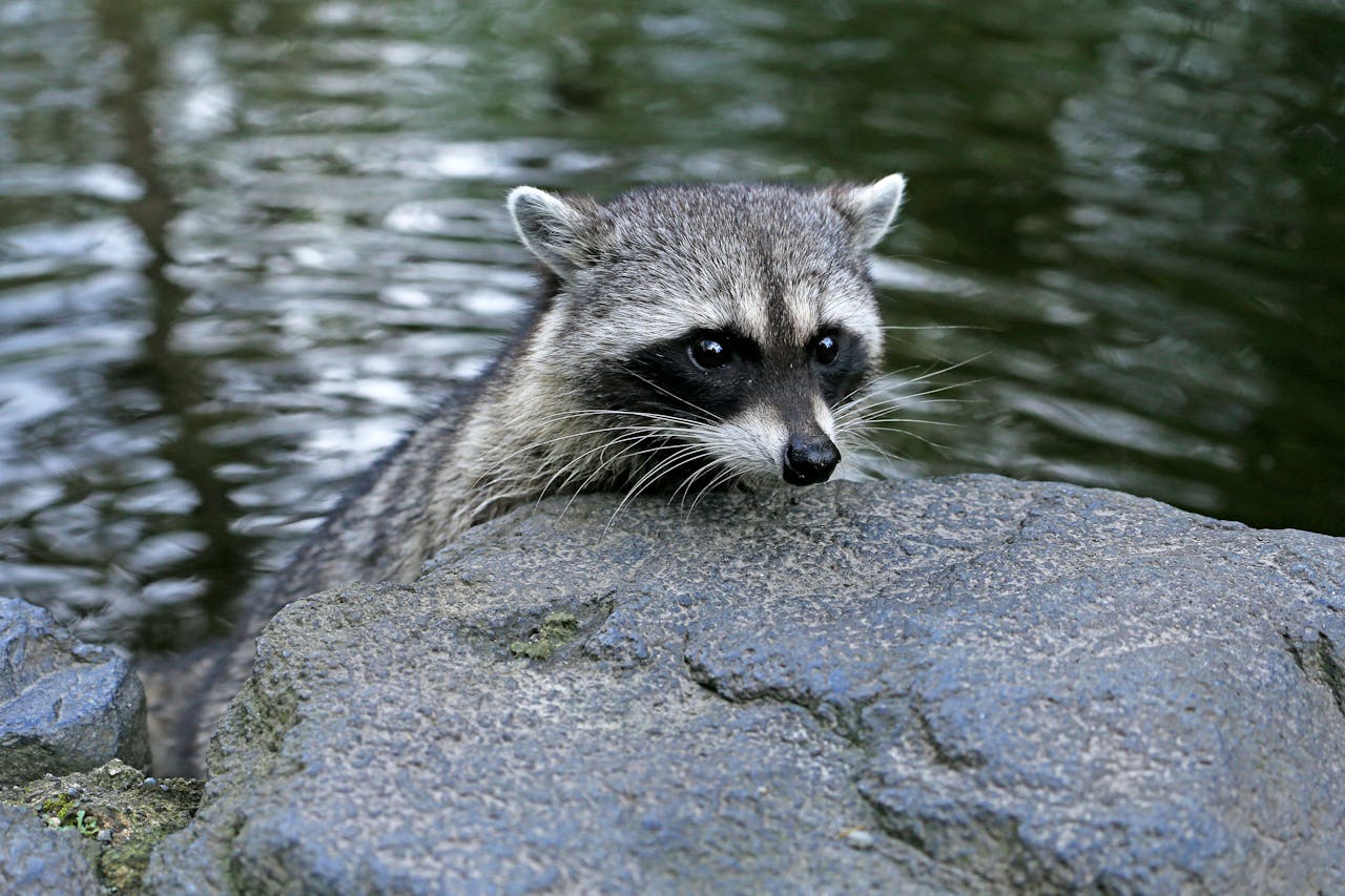 raccoon washing food water