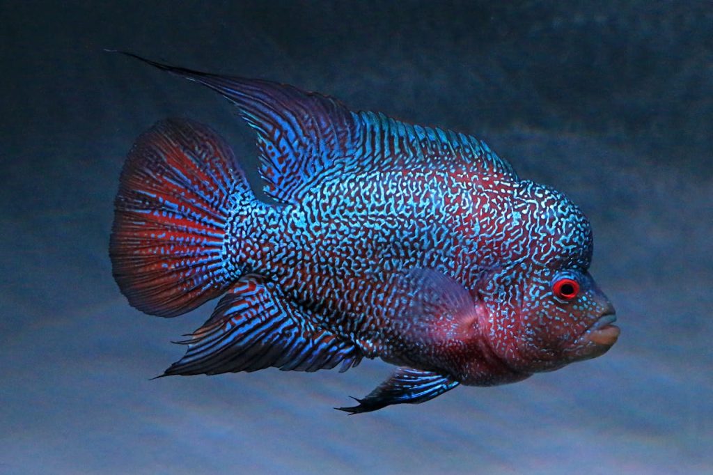 cichlid fish aquarium close up