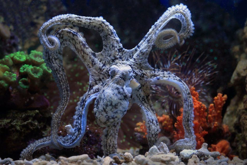octopus close up underwater,