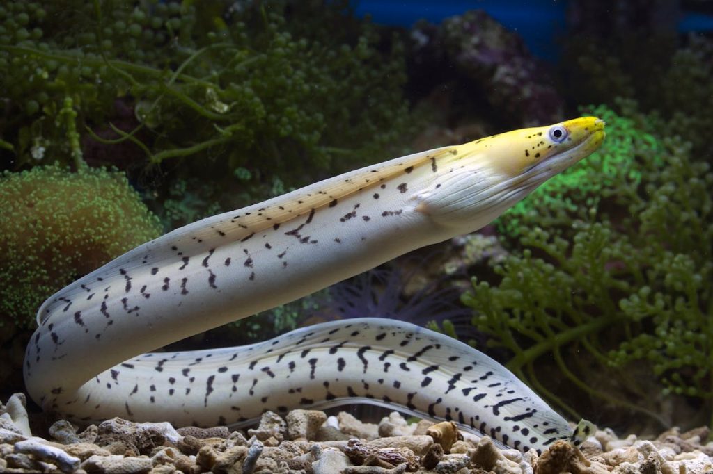 electric eel aquarium