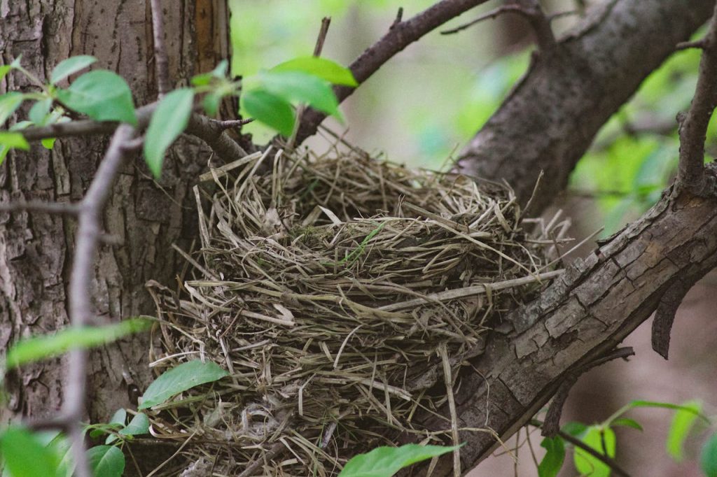 bird nest in tree branch