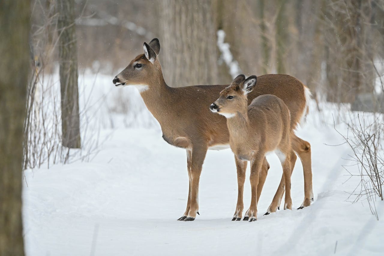 Officials Warn Winter Deer Feeding Can Trigger Crashes, Disease, And Digestive Stress