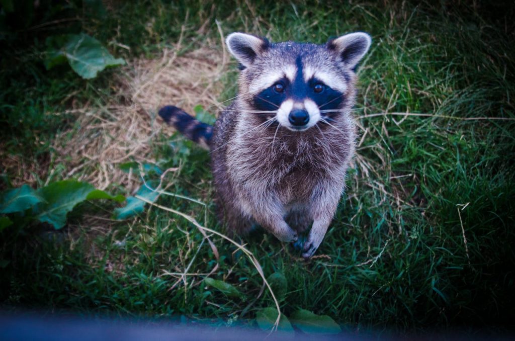 farm raccoon